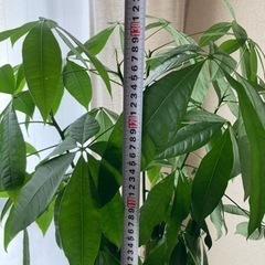 大型観葉植物　ネジネジ　パキラ　約130cmの画像