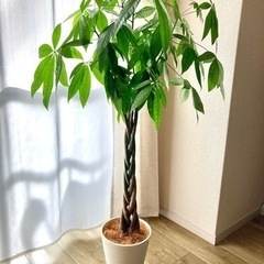 大型観葉植物　ネジネジ　パキラ　約130cm