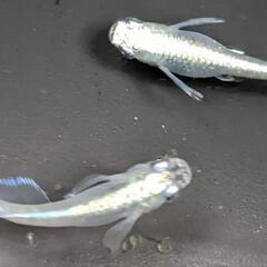 幹之ヒレ長【メダカ】【2~3cm】