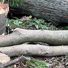 木の切り株（樫の木、杉の木）の画像
