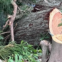 木の切り株（樫の木、杉の木）の画像