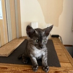 黒トラ生後2ヶ月子猫里親様募集