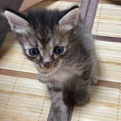 この子達の親を探しています。
