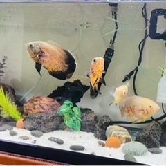 オスカー熱帯魚四
