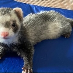 フェレット♀