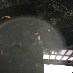 メダカ　アイスブレイクの幼魚選外10匹