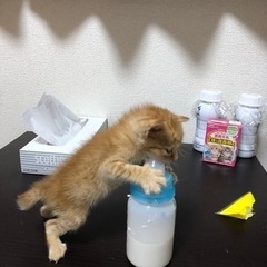 一か月くらいの子猫最後の１匹は別で募集中。