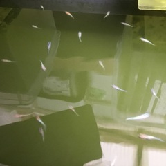 メダカ　ラメ王　選外幼魚　10匹　タイプ1
