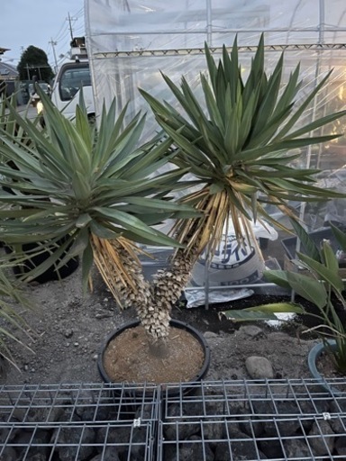 ユッカ　グロリオサ