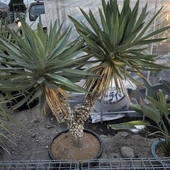 ユッカ グロリオサ