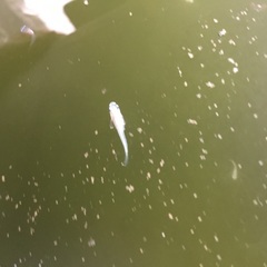 メダカ　スズランの幼魚15匹です。