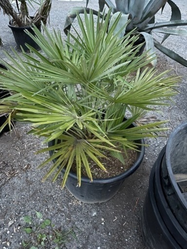 チャメロップス　ボルケーノ