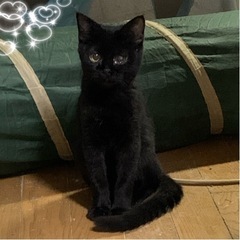 ⚽️🧸　黒猫の仔猫さん　🧸⚽️譲渡