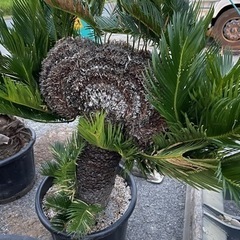 希少レア品　獅子ソテツ