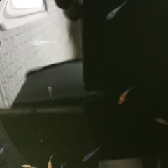 メダカ　ユリシスの幼魚　10匹