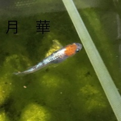 メダカ　月華の幼魚　未選別　10匹