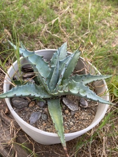植物　アガベ