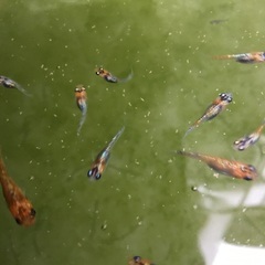 メダカ　宮桜　幼魚　10匹