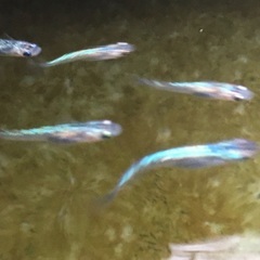 メダカ　天界　幼魚　10匹　タイプ1
