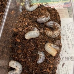 カブトムシの幼虫1匹20円
