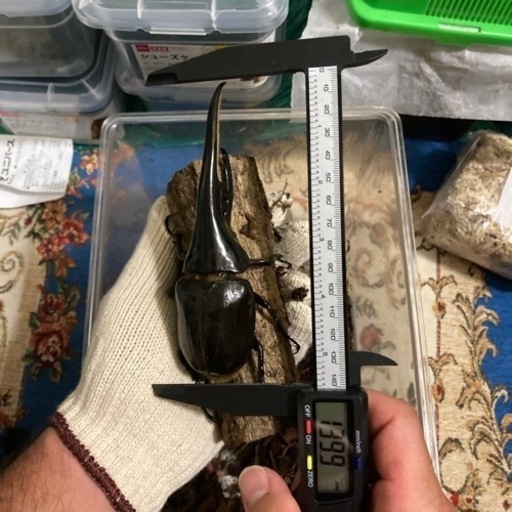 血統、新成虫ヘラクレスオオカブトペア