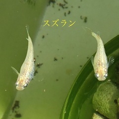メダカ　スズランの幼魚　15匹です