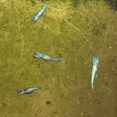メダカ　　夜桜　の　幼魚10匹