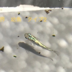 メダカ　天界の幼魚　10匹　タイプ2