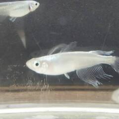 お取引中  メダカ　ヒレ長みゆき　稚魚　1.5～2ｃｍ位 No1　数量限定販売の画像