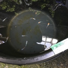 メダカ　蒼惶幼魚10匹