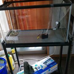 アクアリウム 60cm水槽セット
