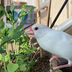 迷子の白文鳥