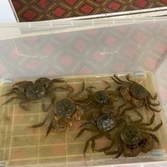 石狩川産モクズガニ 1キロ