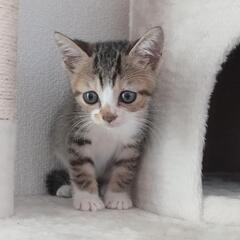 可愛い子猫ちゃん