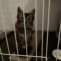心優しい飼い主さん募集。