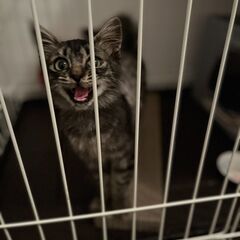 心優しい飼い主さん募集。 - 福島市