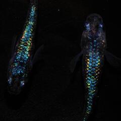 高級ミックスめだか　２０匹