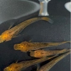 （お取引中止）五式タイプＲヒカリ体型（しいらメダカ様血統）の画像