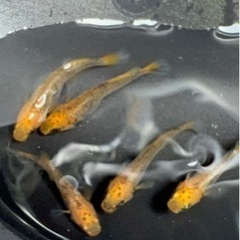 （お取引中止）五式タイプＲヒカリ体型（しいらメダカ様血統）の画像