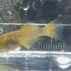 （お取引中止）五式タイプＲヒカリ体型（しいらメダカ様血統）の画像