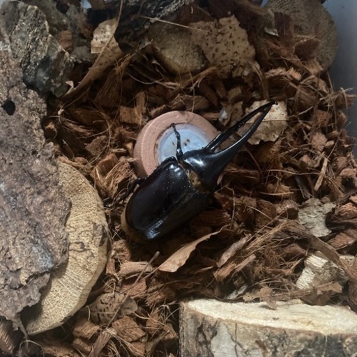 ネプチューンオオカブト