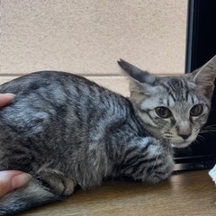 サバトラの男の子　2ヶ月