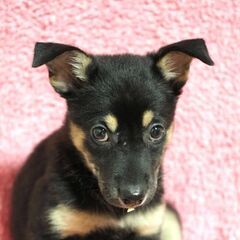 保健所からレスキューした子犬♀マコ(リン)ちゃん