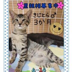 保護猫を迎えよう‼️きじとら♂️去勢済み