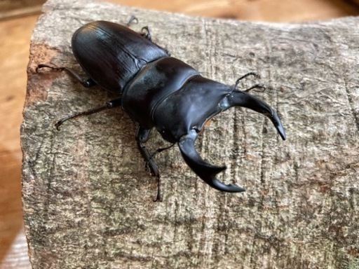 オオクワガタ　ﾍﾟｱ    天然①　山梨産
