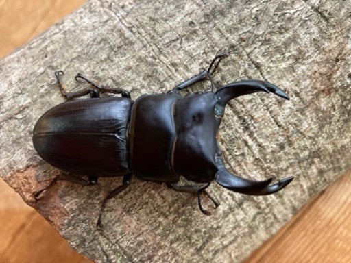 オオクワガタ　ﾍﾟｱ    天然①　山梨産