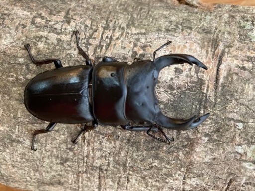 オオクワガタ　ﾍﾟｱ 天然②  山梨産