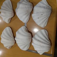 沖縄県産シャコ貝