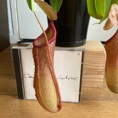 ウツボカズラ②の画像