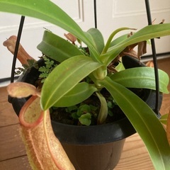 ウツボカズラ②の画像